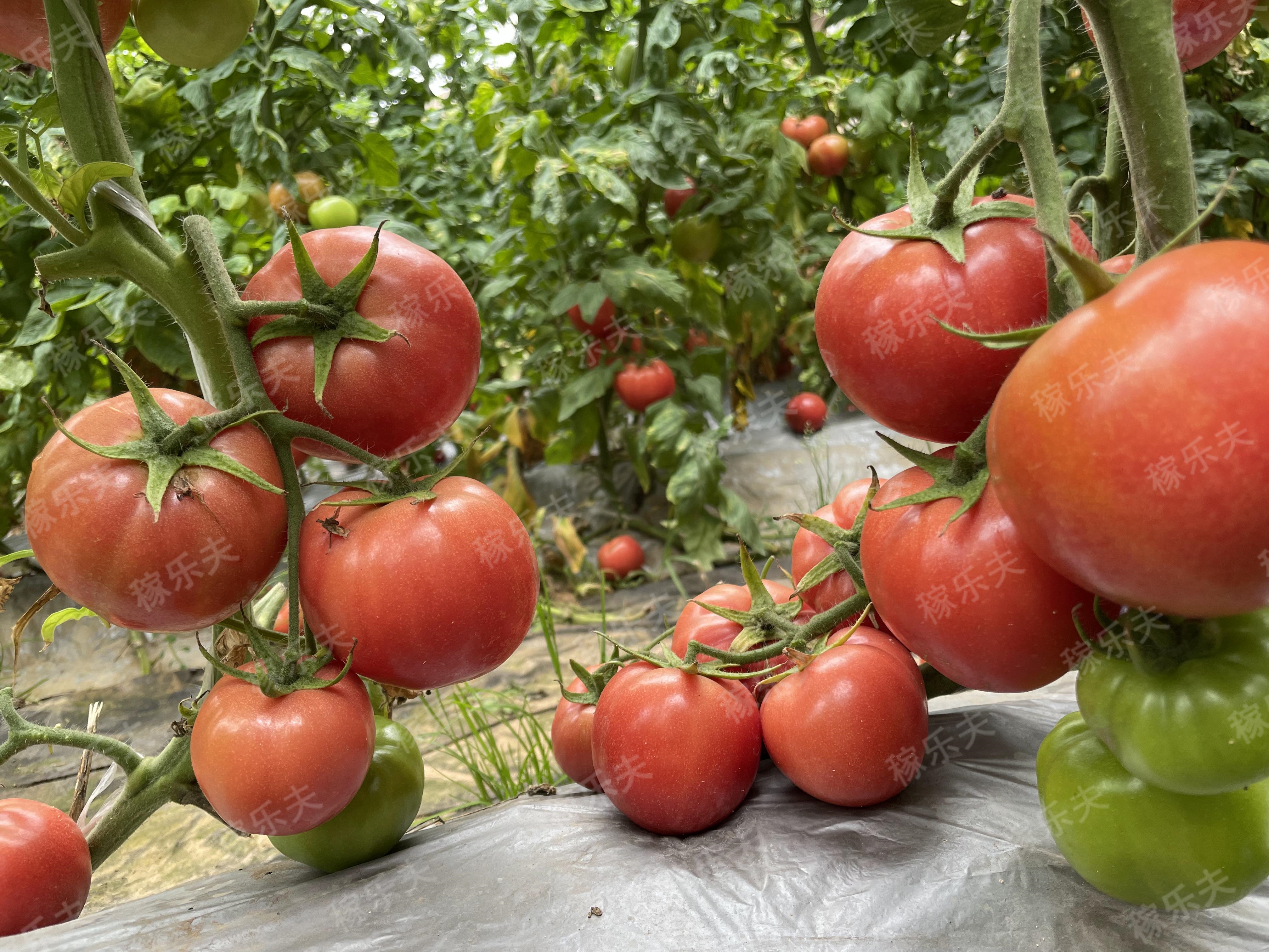 五月番茄大棚如​何管理？