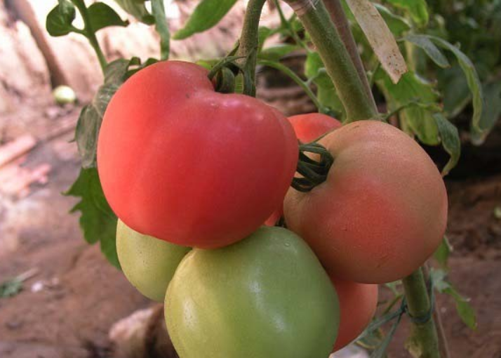 给番茄喷施叶面​肥需要注意什么？