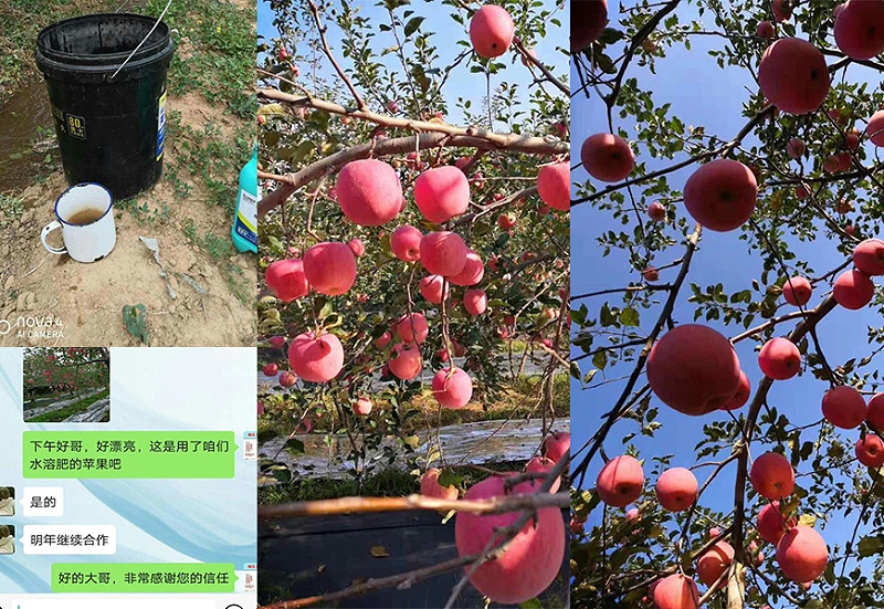 苹果生长过程中对环境的要求