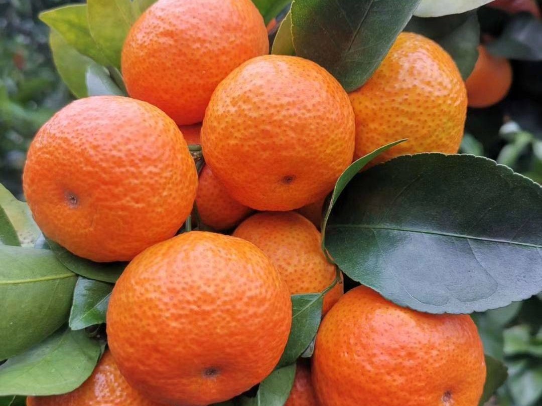 柑橘如何​吸收肥料？