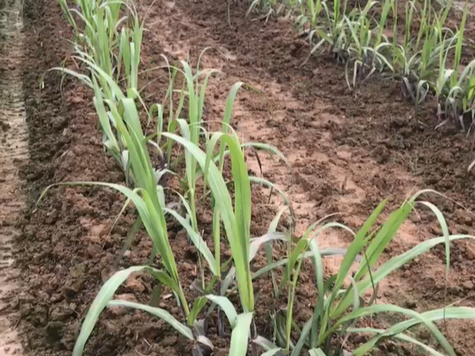 种​植甘蔗怎样抵御干旱？