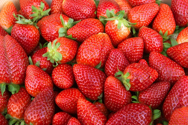 草莓使用稼乐夫叶面肥品质高