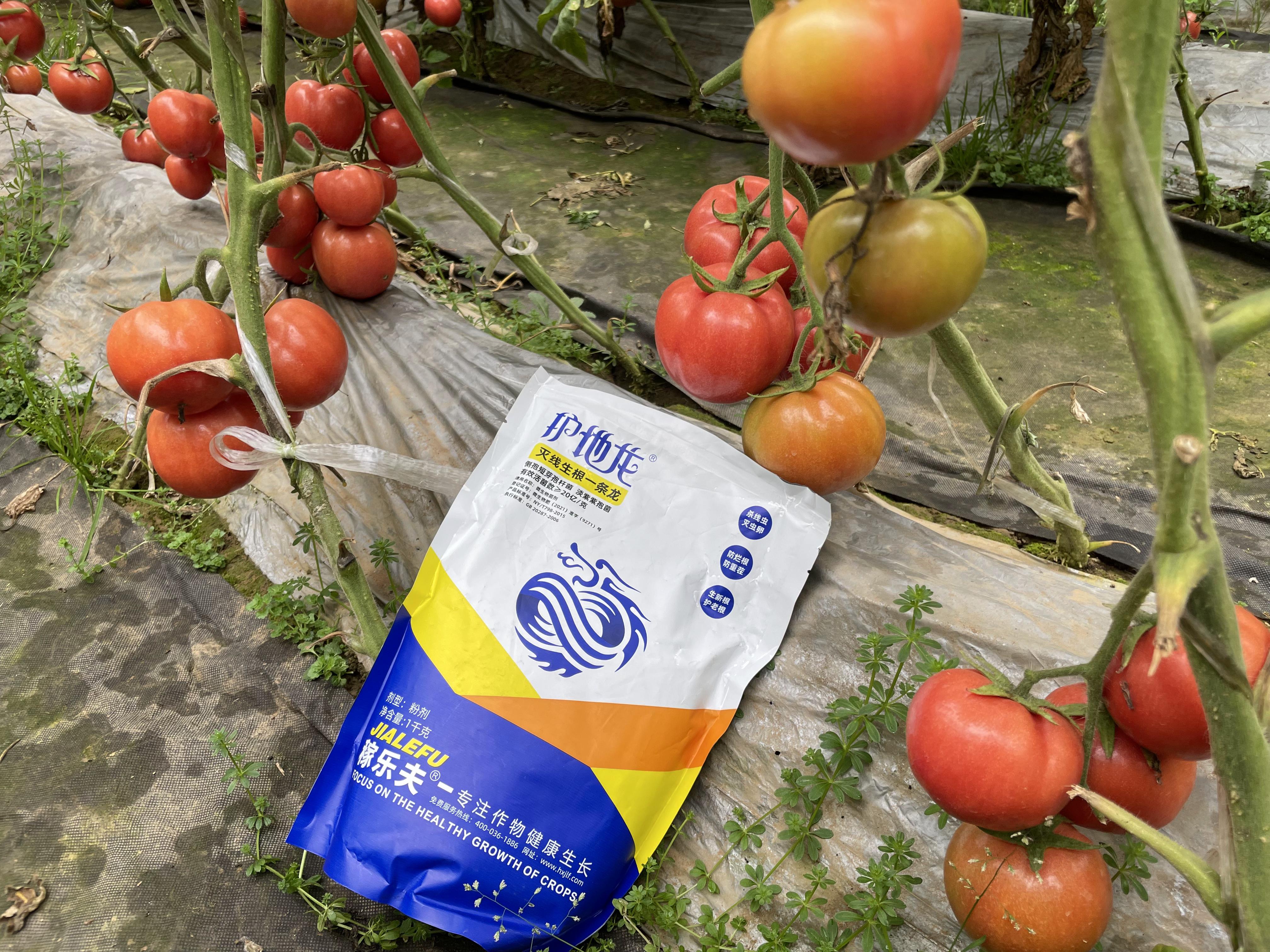 露地春茬番​茄如何定植？