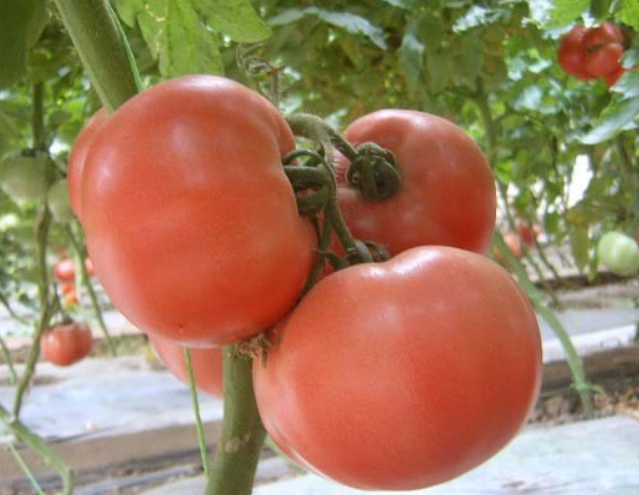 影响番茄高产的因​素之次生盐渍化