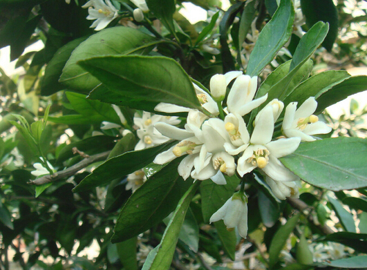 柑橘促花芽分​化怎么做？