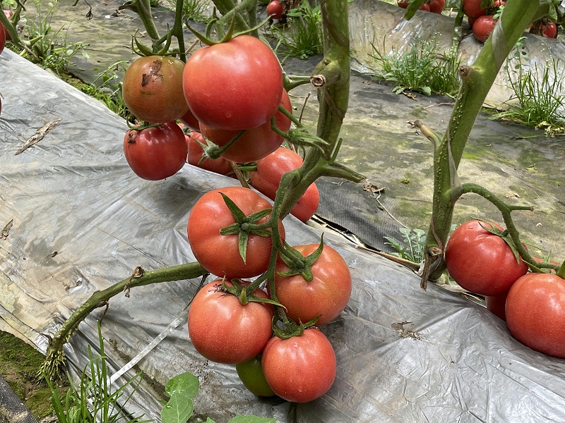 番茄使用稼乐夫水溶肥长得好